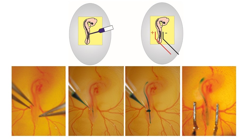 In ovo RNAi