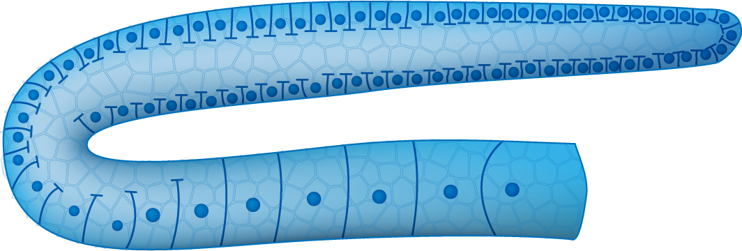 Germ cell development
