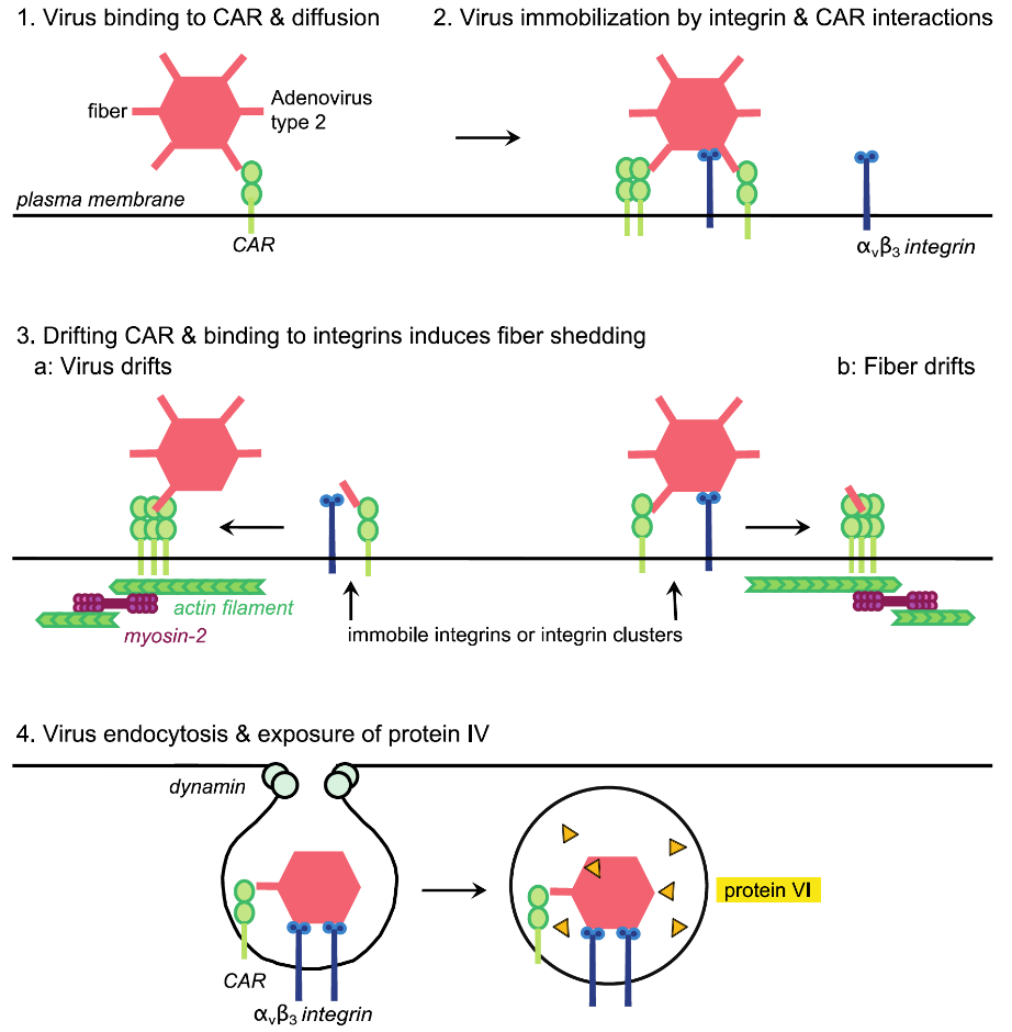 drifting motions of adenovirus