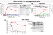 Entry and degradation of Ad2-ts1