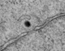 Ad2 associated with NPCs (EMs)