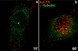 Ad2 enrichment near MTOC (CLSM)