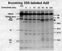 Little degradation of incoming wtAd2