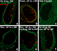 Nuclear import of virus DNA
