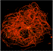 Ad2 near microtubules (CLSM and EM)