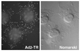 Texas red labeled Ad2 on HeLa cells