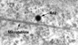 Ad2 near microtubules (CLSM and EM)
